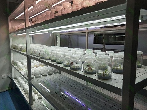 淅川植物组织培养实验室设计建设方案